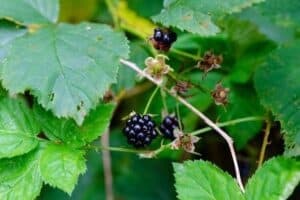 12 Wild Teas You Can Forage For Guide - Nature Roamer