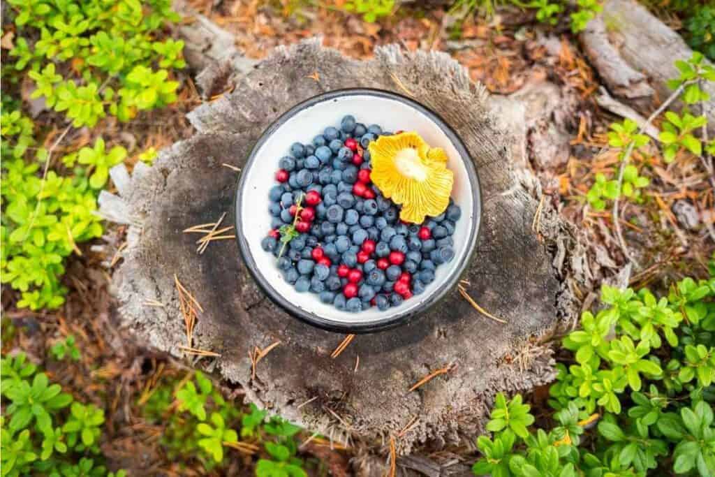 Trees with Edible Leaves Foraging Guide - Nature Roamer