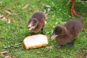 Is It Safe to Feed Wild Birds Bread? - Nature Roamer