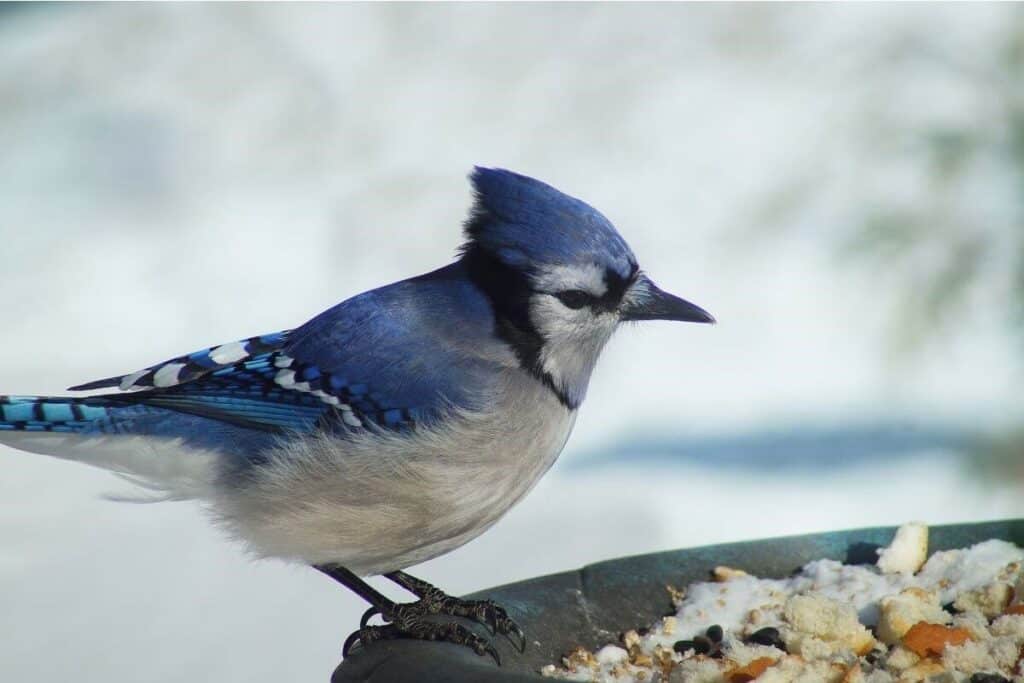 Why Do Birds Like to Sunbathe in my Backyard? Nature Roamer