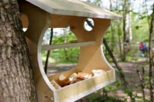 Is It Safe to Feed Wild Birds Bread? - Nature Roamer