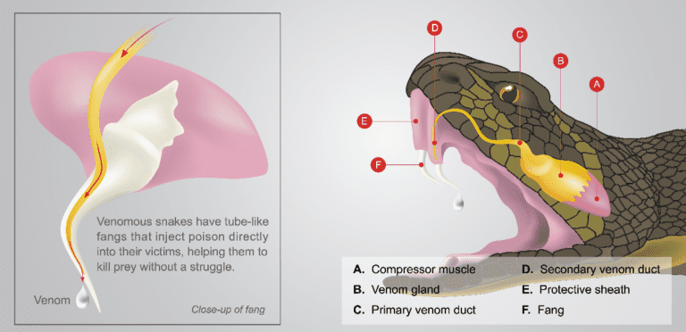 Venomous Snakes in North America Guide - Nature Roamer