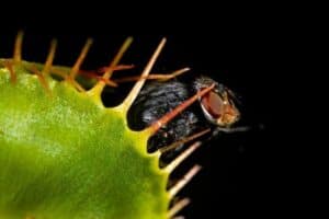 Digesting Prey Carnivorous Plants Guide – Fascinating Meat-Eating Plants - Nature Roamer
