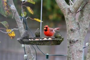 What Kitchen Scraps Can I Feed Backyard Birds? - Nature Roamer