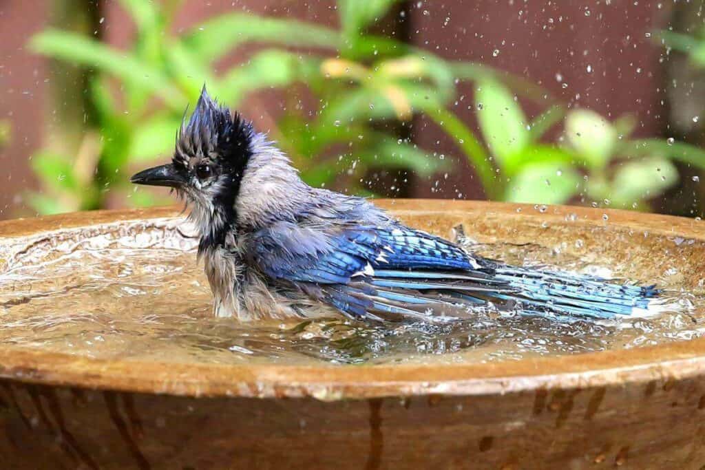 Why Do Birds Like to Sunbathe in my Backyard? Nature Roamer