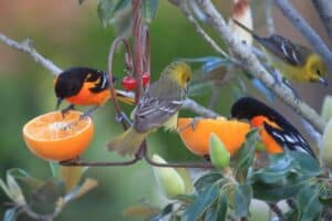 What Kitchen Scraps Can I Feed Backyard Birds? - Nature Roamer