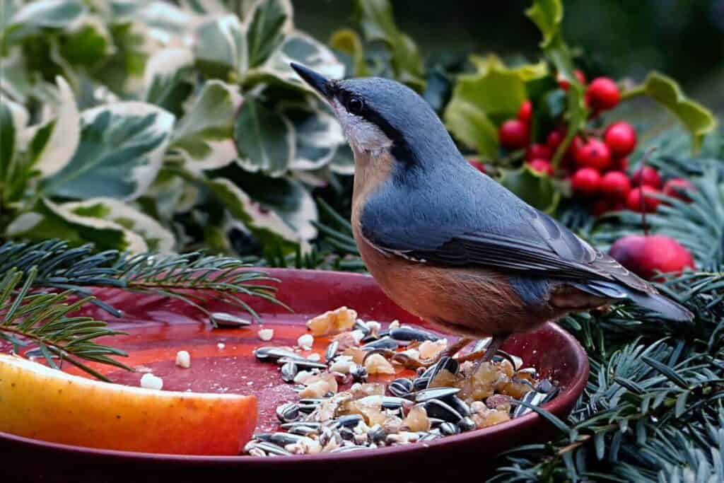 Is It Safe to Feed Wild Birds Bread? - Nature Roamer