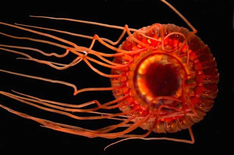 Jellyfish Identification Guide Types Fun Facts Nature Roamer Jellyfish Identification Guide Types Fun Facts Nature Roamer