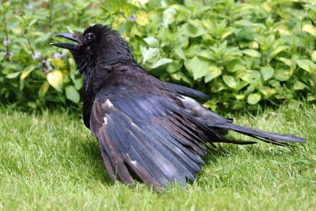 Why Do Birds Like to Sunbathe in my Backyard? Nature Roamer
