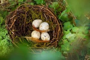 Why do Birds Abandon their Nests with Unhatched Eggs - Nature Roamer