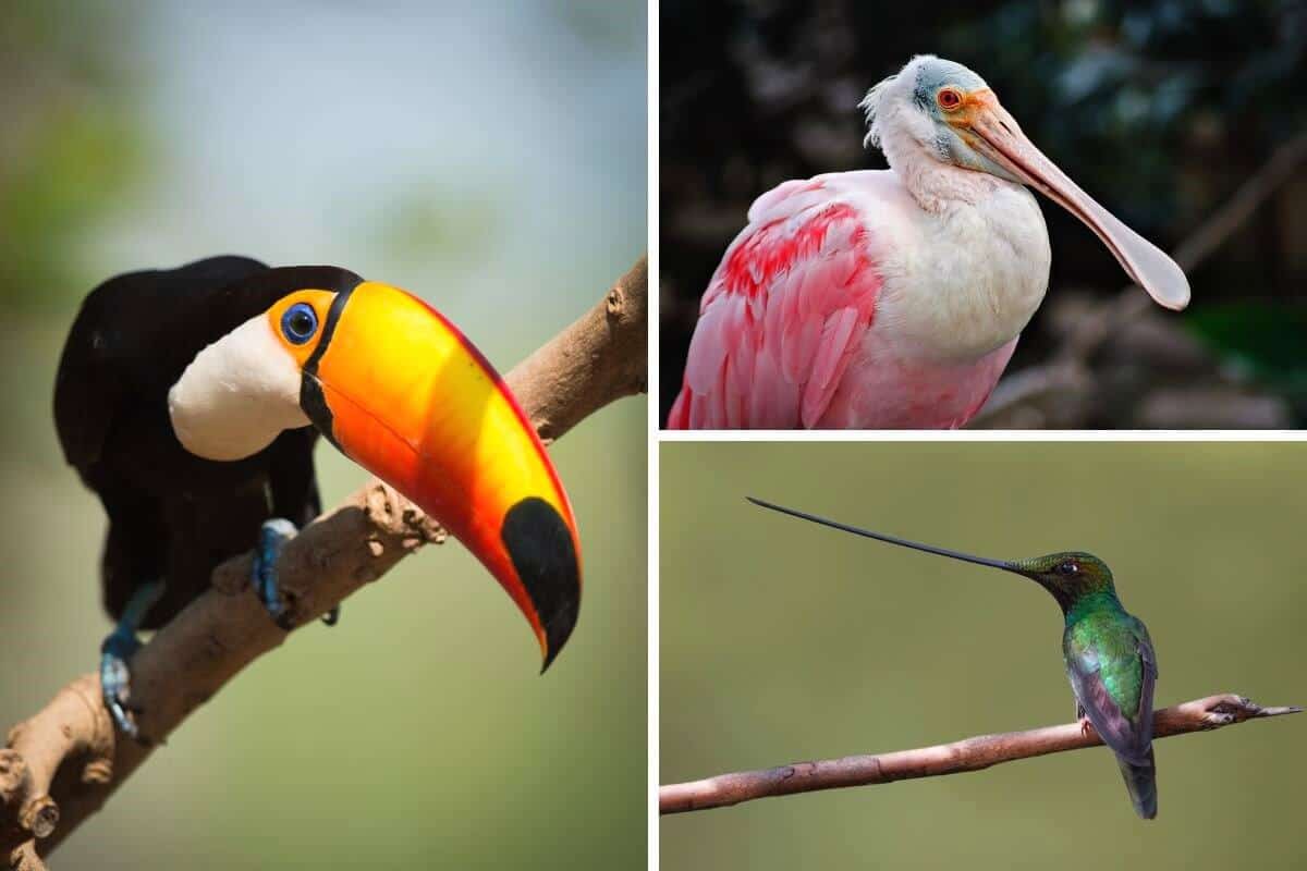 Bird Feathers Structure Types Uses Fun Facts Nature Roamer