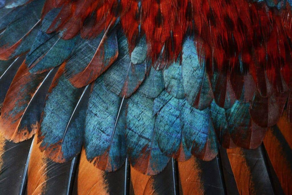 Bird Feathers Structure Types Uses Fun Facts Nature Roamer Bird Feathers Structure Types Uses Fun Facts Nature Roamer