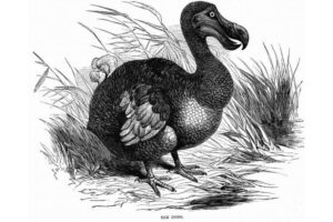Flightless Birds (Species, Characteristics & Fun Facts) - Nature Roamer
