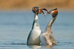 Birds with Elaborate Courtship & Mating Rituals - Nature Roamer