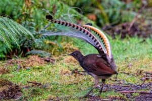 Birds with Elaborate Courtship & Mating Rituals - Nature Roamer