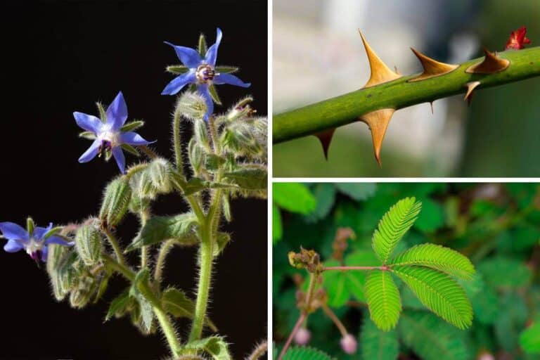 Amazing Plant Defense Mechanisms (Types & Examples)