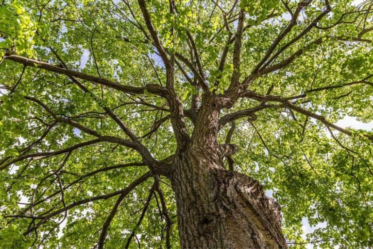 Exploring the Anatomy of Trees