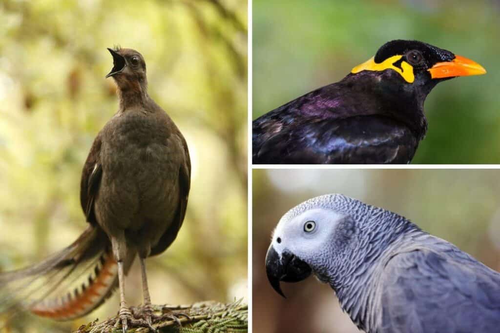 Bird Feathers (Structure, Types, Uses & Fun Facts) - Nature Roamer