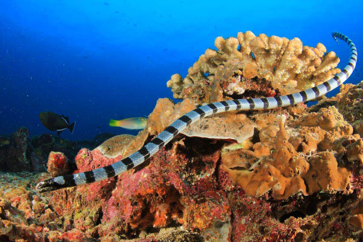 Sea Snakes Of The World A Comprehensive Guide Nature Roamer Sea Snakes Of The World A Comprehensive Guide Nature Roamer