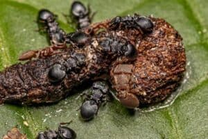 Predation For Insects Ingenious Ways Insects Hunt & Capture their Prey - Nature Roamer