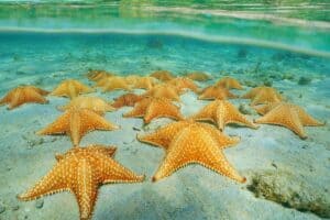 Asexual Reproduction in Nature: Examples & Implications - Nature Roamer