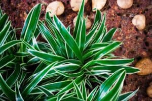 Asexual Reproduction in Nature: Examples & Implications - Nature Roamer