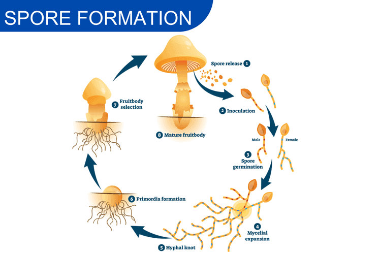 Asexual Reproduction In Nature Examples Implications Nature Roamer