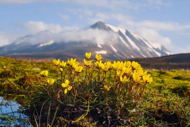 Adaptations of Tundra Plants: Thriving in the Arctic