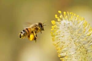 The Vital Role of Keystone Species in Ecosystems - Nature Roamer