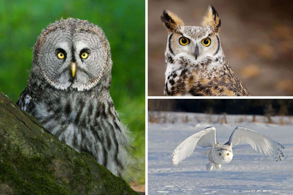 North American Owl Species A Comprehensive Guide Nature Roamer North American Owl Species A Comprehensive Guide Nature Roamer