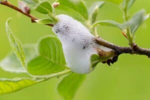 Understanding Spittlebugs: The Garden's Bubble-Makers - Nature Roamer