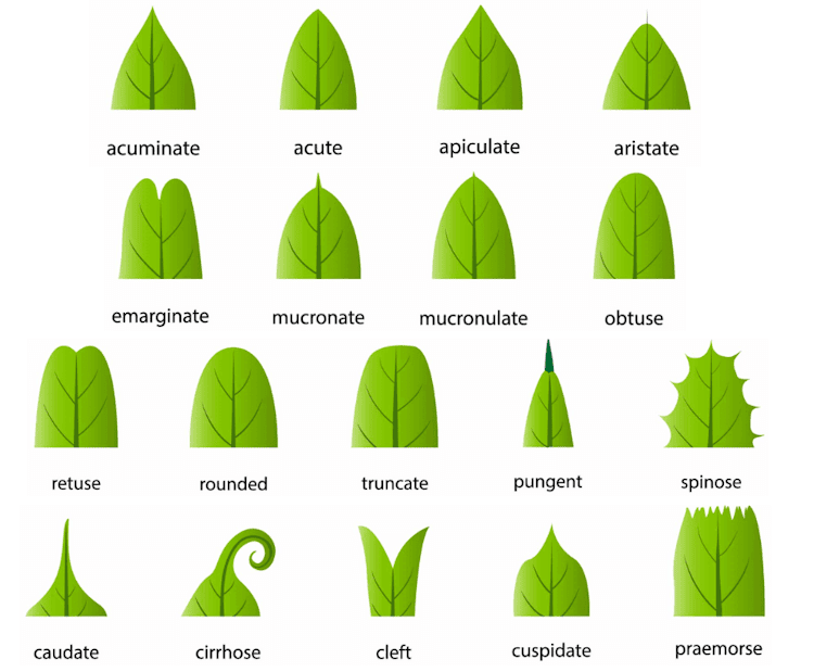 Science of Leaves: Anatomy, Arrangement, & Adaptations - Nature Roamer