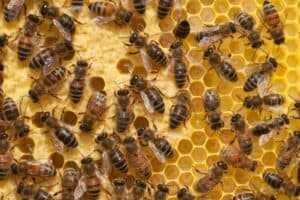 Evolution of Insect Communication: From Signaling to Songs - Nature Roamer