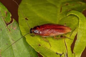 Evolution of Insect Communication: From Signaling to Songs - Nature Roamer