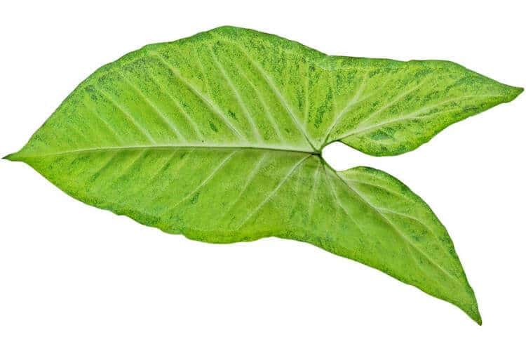 An hastate-shaped leaf has an arrow-like shape and two outward basal lobes.