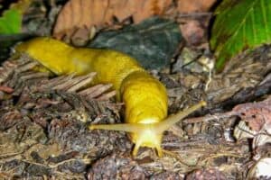 WHAT IS A HERMAPHRODITE visual data 5