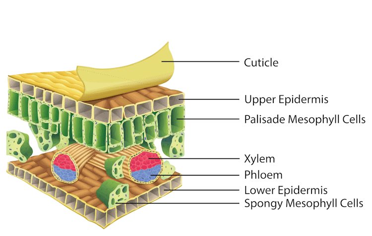 Internal leaf structure