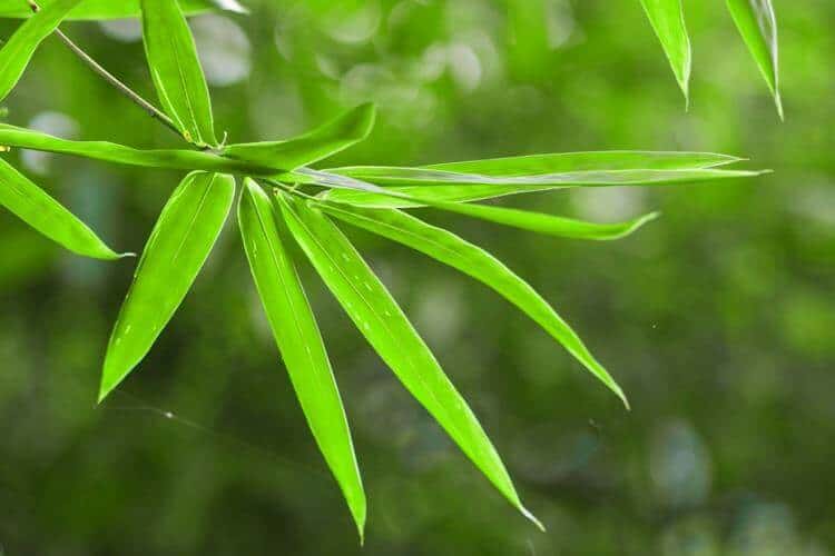 Lanceolate leaves are lance-shaped can be seen on various types of willow trees.