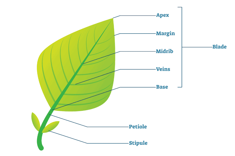 The External Structures of Leaves