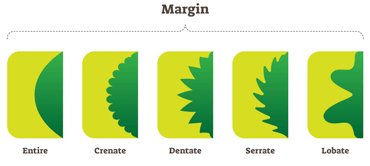 Leaf margin types