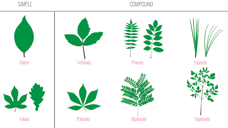 Leaf type arrangement