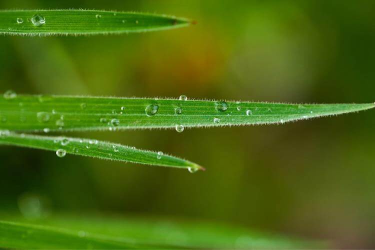 Linear leaves are slender, narrow, straight