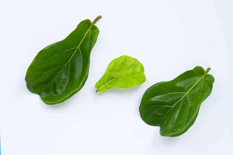 Lyrate leaves are shaped like an lyre.