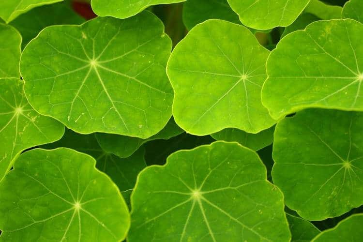 Orbicular leaves are circular in shape.