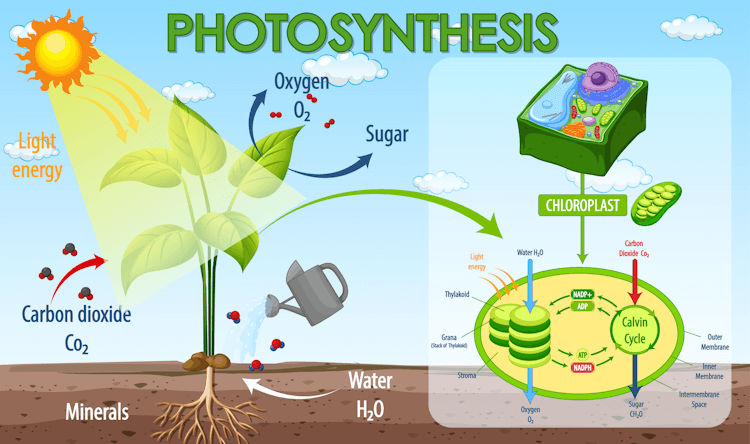 Science of Leaves: Anatomy, Arrangement, & Adaptations - Nature Roamer