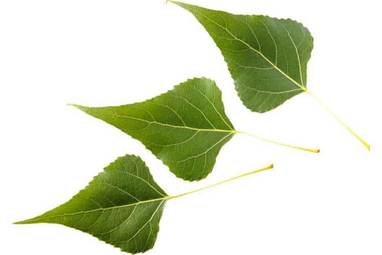 Rhomboid shaped leaves have the shape of a rhomboid.