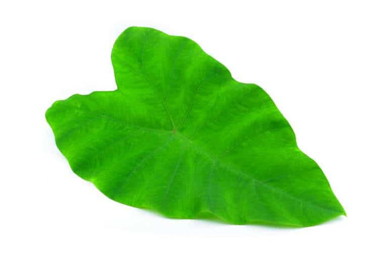 Sagittate leaves are shaped like an arrowhead and you’ll find them on various species of vines as well as many aquatic plants.