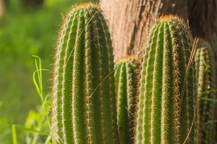 Spine-shaped leaves adaptations