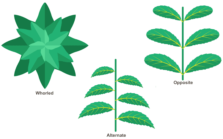 When you look at the arrangement of leaves on a stem, you will notice that the placement is different between species.