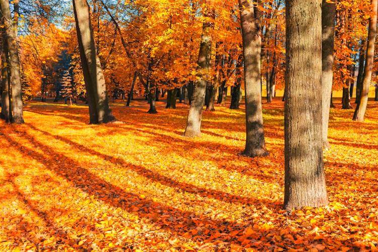 Why Do deciduous trees shed their leaves during the fall?